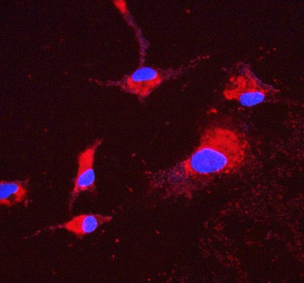 3 - Anti-ATP5H in Antibody Picoband™ (monoclonal, 6B12) ABO14919
