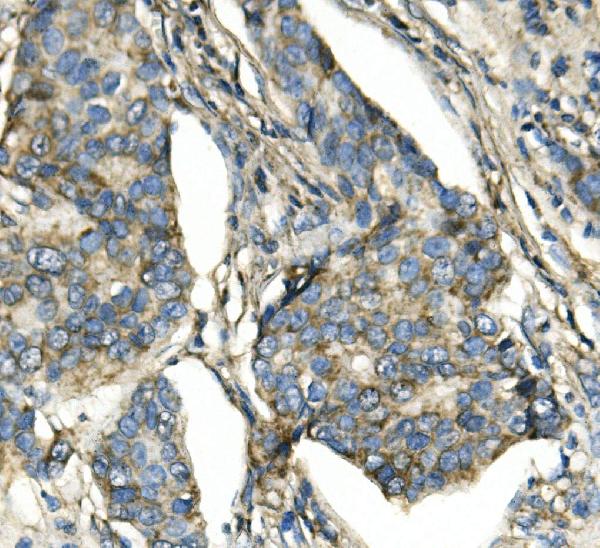 2 - Anti-ATP5H in Antibody Picoband™ (monoclonal, 6B12) ABO14919