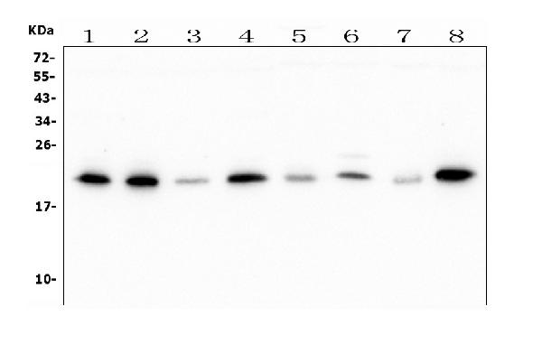1 - Anti-ATP5H in Antibody Picoband™ (monoclonal, 6B12) ABO14919