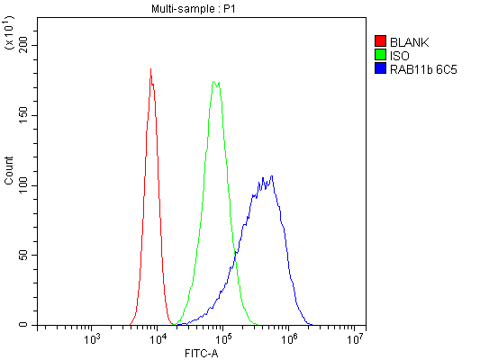 1 - Anti-RAB11B Antibody Picoband™ (monoclonal, 6C5) ABO14921