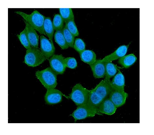 3 - Anti-RAB11B Antibody Picoband™ (monoclonal, 6C5) ABO14921