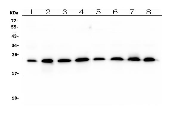 1 - Anti-RAB11B Antibody Picoband™ (monoclonal, 6C5) ABO14921