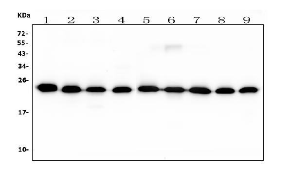 1 - Anti-RAB11B Antibody Picoband™ (monoclonal, 6C5) ABO14921