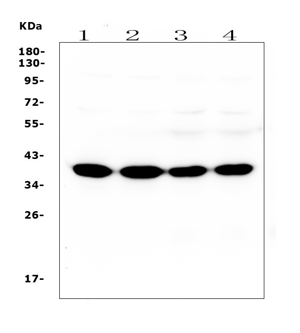 1 - Anti-SYP/Synaptophysin Antibody Picoband™ (monoclonal, 3G12) ABO14920