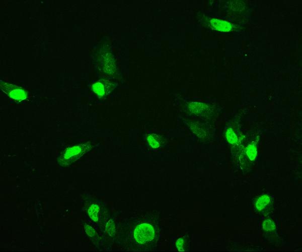 3 - Anti-HMG4 Antibody Picoband™ (monoclonal, 7G13) ABO14922