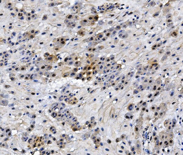2 - Anti-HMG4 Antibody Picoband™ (monoclonal, 7G13) ABO14922