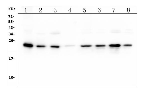 1 - Anti-HMG4 Antibody Picoband™ (monoclonal, 7G13) ABO14922