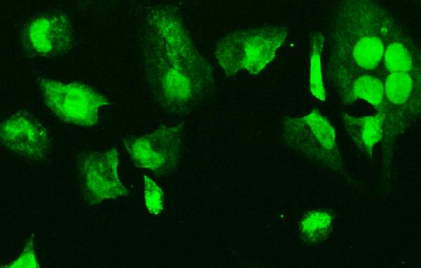 3 - Anti-HMG4 Antibody Picoband™ (monoclonal, 8H9) ABO14923