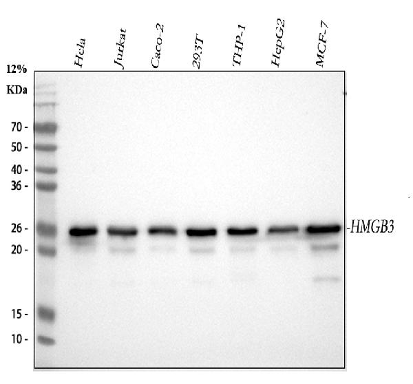 1 - Anti-HMG4 Antibody Picoband™ (monoclonal, 8H9) ABO14923