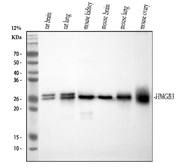 1 - Anti-HMG4 Antibody Picoband™ (monoclonal, 8H9) ABO14923