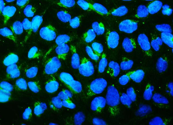 3 - Anti-Mitofusin 1 MFN1 Antibody Picoband™ (monoclonal, 3H3) ABO14924