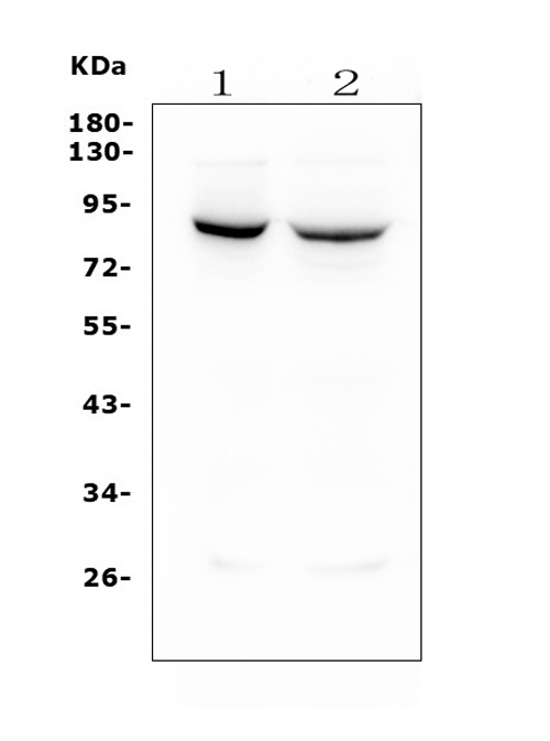 1 - Anti-Mitofusin 1 MFN1 Antibody Picoband™ (monoclonal, 3H3) ABO14924