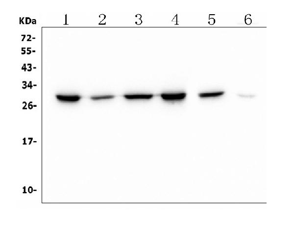 1 - Anti-PRDX6 Antibody Picoband™ (monoclonal, 6I8) ABO14925