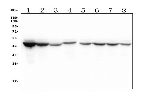 1 - Anti-IDH1 Antibody Picoband™ (monoclonal, 16H7) ABO14927