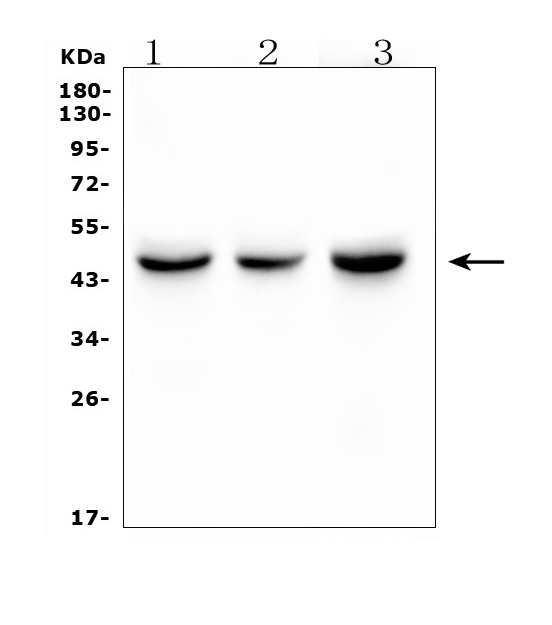 1 - Anti-IDH1 Antibody Picoband™ (monoclonal, 16H7) ABO14927