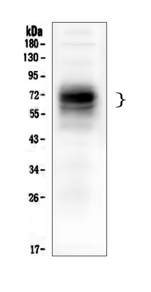 1 - Anti-CD46 Antibody Picoband™ (monoclonal, 9E9) ABO14932