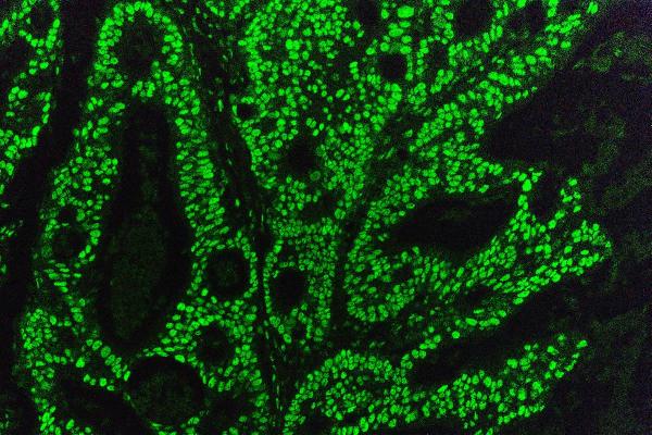 3 - Anti-KAP1/TRIM28 Antibody Picoband™ (monoclonal, 3H2) ABO14933