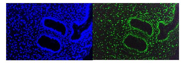 3 - Anti-KAP1/TRIM28 Antibody Picoband™ (monoclonal, 3H2) ABO14933