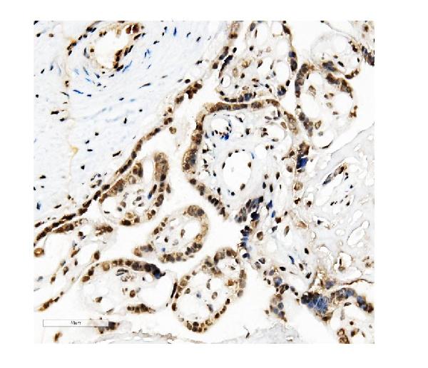 2 - Anti-KAP1/TRIM28 Antibody Picoband™ (monoclonal, 3H2) ABO14933