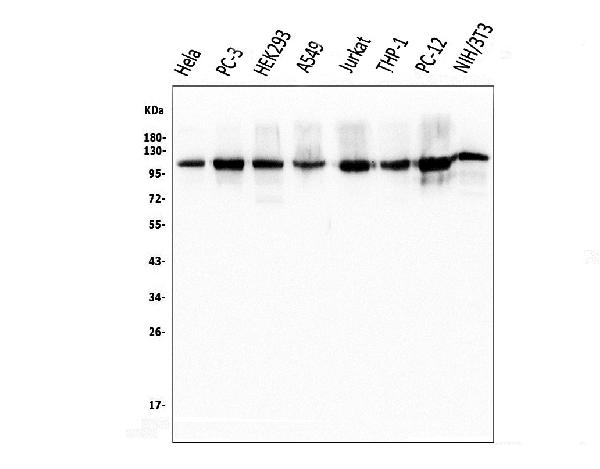 1 - Anti-KAP1/TRIM28 Antibody Picoband™ (monoclonal, 3H2) ABO14933