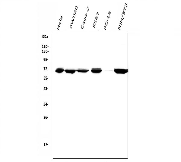 1 - Anti-DDX5 Antibody Picoband™ (monoclonal, 3F9) ABO14935