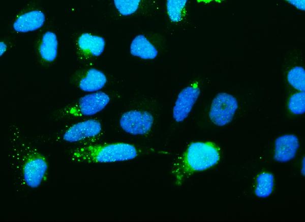 3 - Anti-Ribonuclease Inhibitor/RNH1 Antibody Picoband™ (monoclonal, 4F3) ABO14936