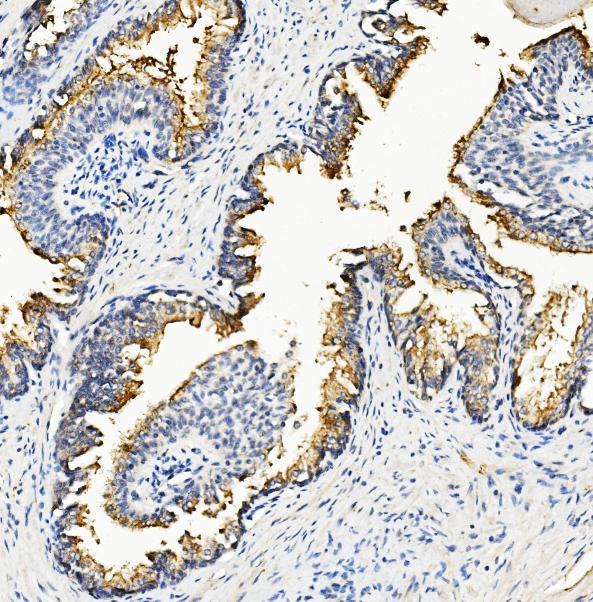 2 - Anti-Ribonuclease Inhibitor/RNH1 Antibody Picoband™ (monoclonal, 4F3) ABO14936