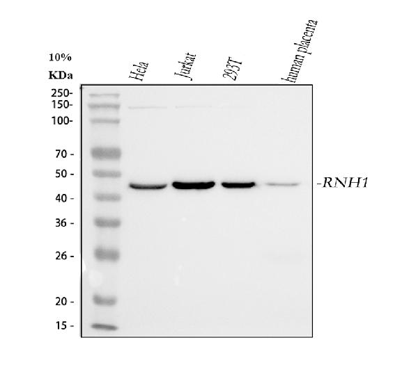 1 - Anti-Ribonuclease Inhibitor/RNH1 Antibody Picoband™ (monoclonal, 4F3) ABO14936