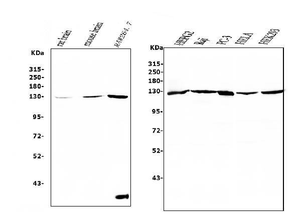 1 - Anti-RENT1/hUPF1 Antibody Picoband™ (monoclonal, 11E7) ABO14937