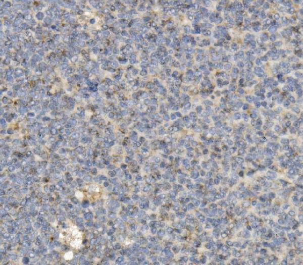 2 - Anti-CCR2 Antibody Picoband™ (monoclonal, 8C4) ABO14938