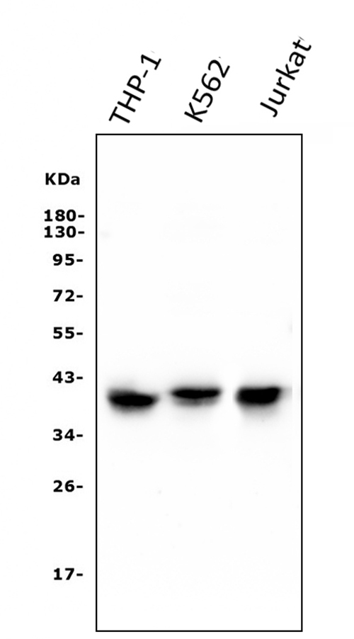 1 - Anti-CCR2 Antibody Picoband™ (monoclonal, 8C4) ABO14938