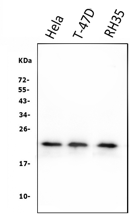 1 - Anti-HSPB8/Hsp22 Antibody Picoband™ (monoclonal, 7D8) ABO14941