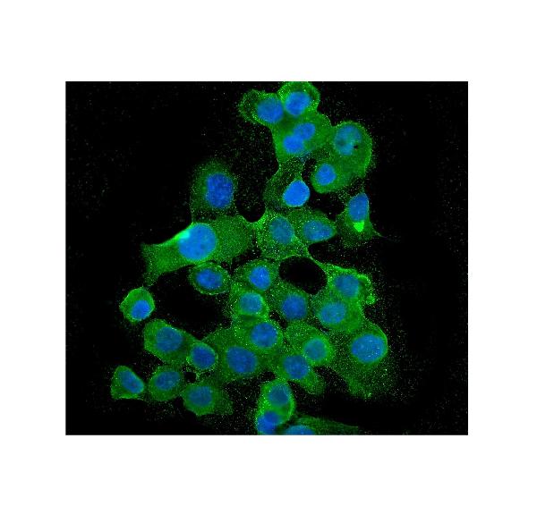 3 - Anti-BubR1/BUB1B Antibody Picoband™ (monoclonal, 5I7) ABO14942