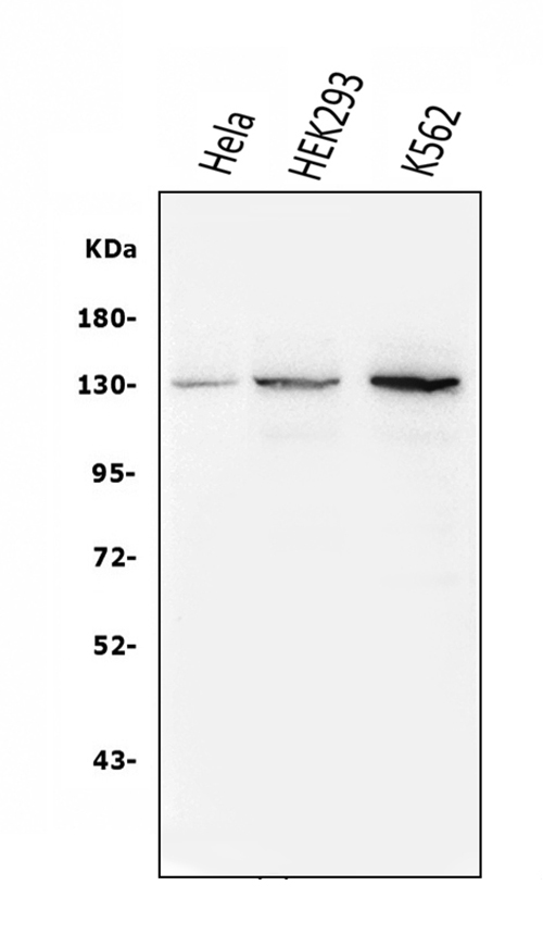 1 - Anti-BubR1/BUB1B Antibody Picoband™ (monoclonal, 5I7) ABO14942