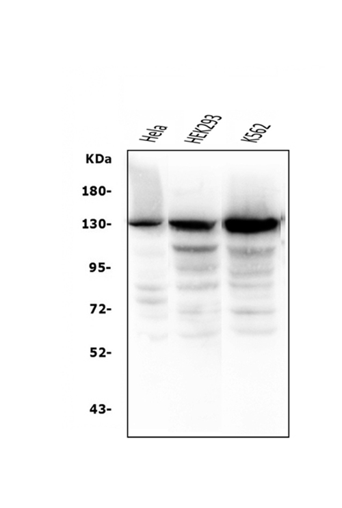 1 - Anti-BubR1/BUB1B Antibody Picoband™ (monoclonal, 8B3) ABO14943