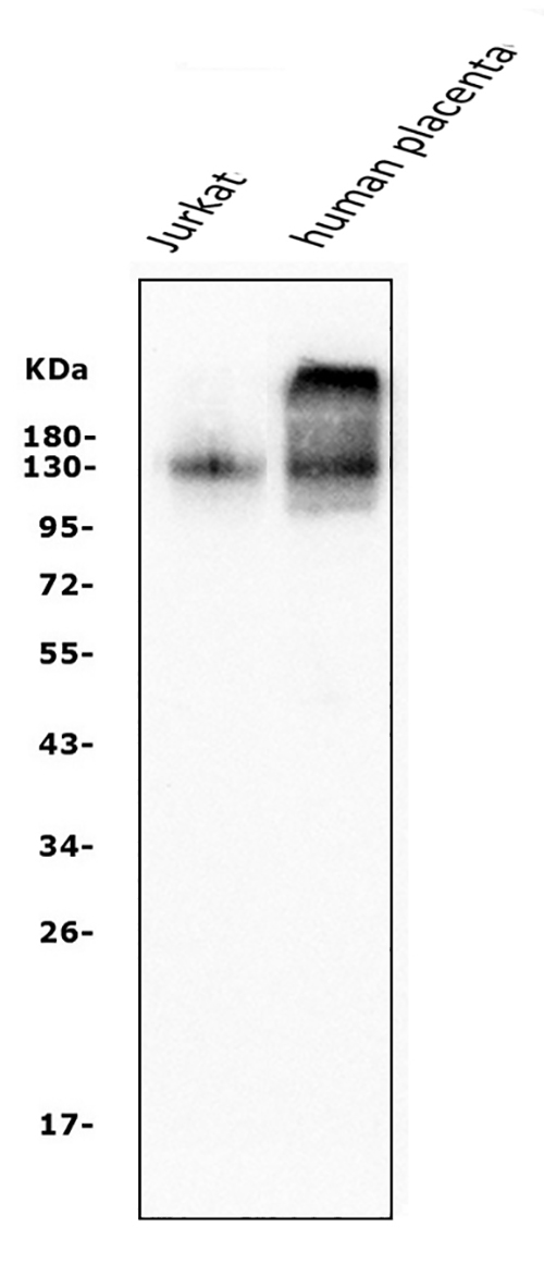 1 - Anti-CD31/PECAM1 Antibody Picoband™ (monoclonal, 2D4) ABO14944