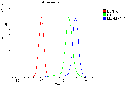 1 - Anti-CD146/MCAM Antibody Picoband™ (monoclonal, 4C12) ABO14945