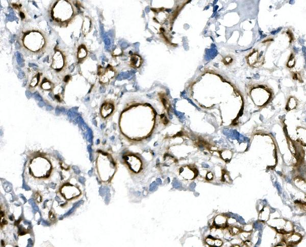 2 - Anti-CD146/MCAM Antibody Picoband™ (monoclonal, 4C12) ABO14945