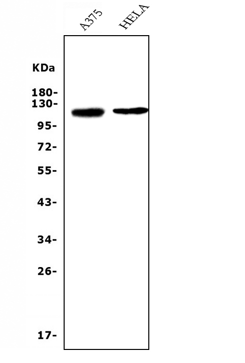 1 - Anti-CD146/MCAM Antibody Picoband™ (monoclonal, 4C12) ABO14945