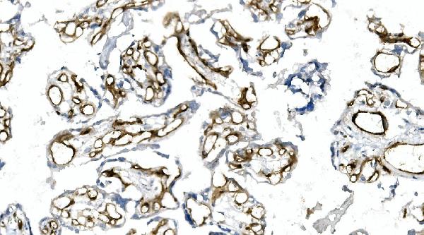 2 - Anti-CD146/MCAM Antibody Picoband™ (monoclonal, 2H12) ABO14946