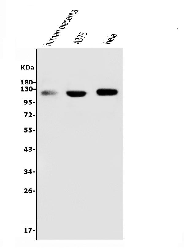 1 - Anti-CD146/MCAM Antibody Picoband™ (monoclonal, 2H12) ABO14946
