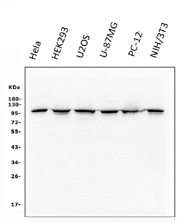 1 - Anti-alpha 1 Catenin/CTNNA1 Antibody Picoband™ (monoclonal, 10I2) ABO14947