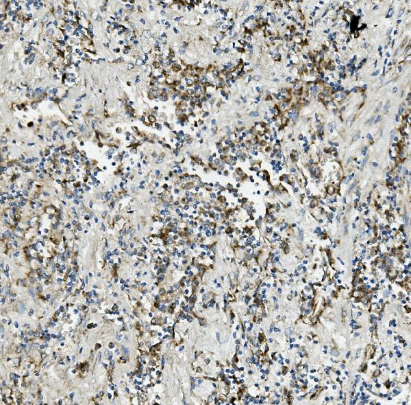 2 - Anti-Thioredoxin 2/TXN2 Antibody Picoband™ (monoclonal, 7B5) ABO14948