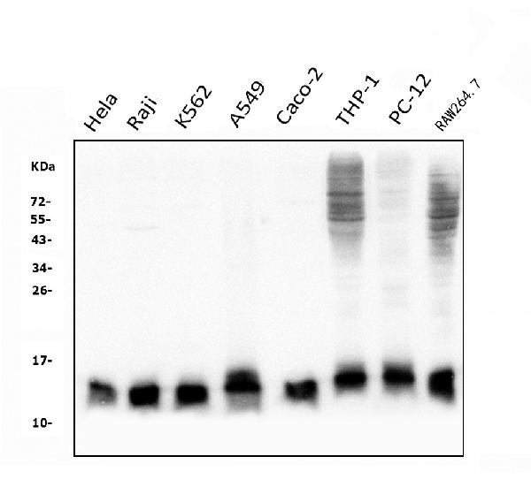 1 - Anti-Thioredoxin 2/TXN2 Antibody Picoband™ (monoclonal, 7B5) ABO14948