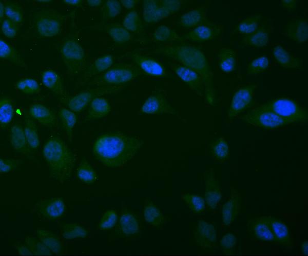 3 - Anti-Thioredoxin 2/TXN2 Antibody Picoband™ (monoclonal, 4H3) ABO14949