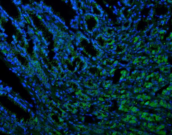 3 - Anti-Thioredoxin 2/TXN2 Antibody Picoband™ (monoclonal, 4H3) ABO14949