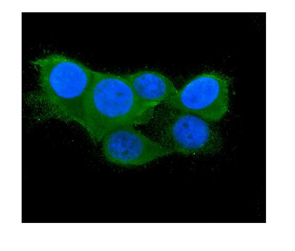 3 - Anti-Thioredoxin 2/TXN2 Antibody Picoband™ (monoclonal, 4H3) ABO14949