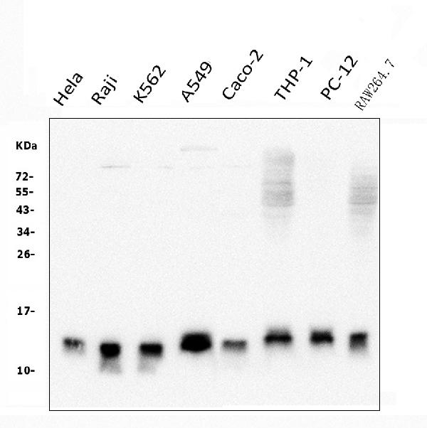 1 - Anti-Thioredoxin 2/TXN2 Antibody Picoband™ (monoclonal, 4H3) ABO14949