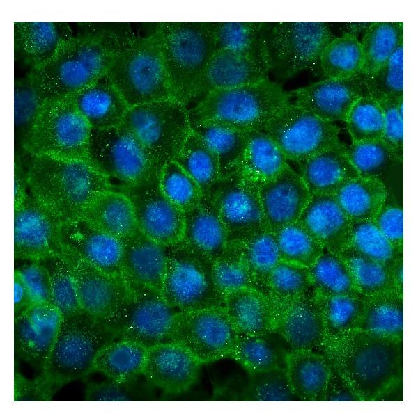 3 - Anti-P-Cadherin-3 CDH3-Antibody Picoband™ (monoclonal, 3C9) ABO14950