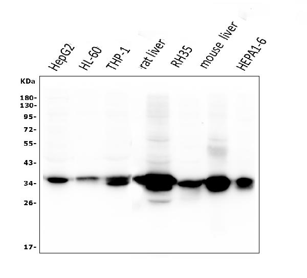 1 - Anti-AKR1D1 Antibody Picoband™ (monoclonal, 6I4) ABO14952